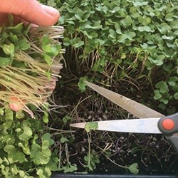 cutting sunflower microgreens