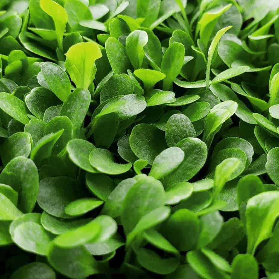 Best Seeds For Microgreens The Ultimate Guide Gardening Heavn
