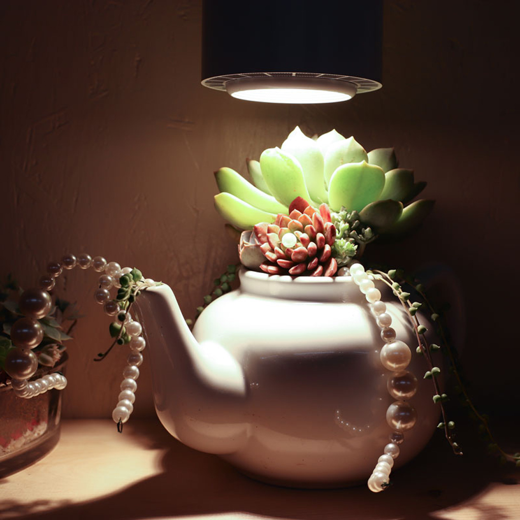grow lights for succulents