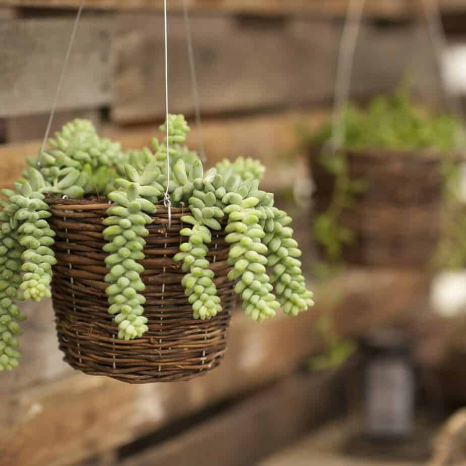 Hanging succulent plants Idea