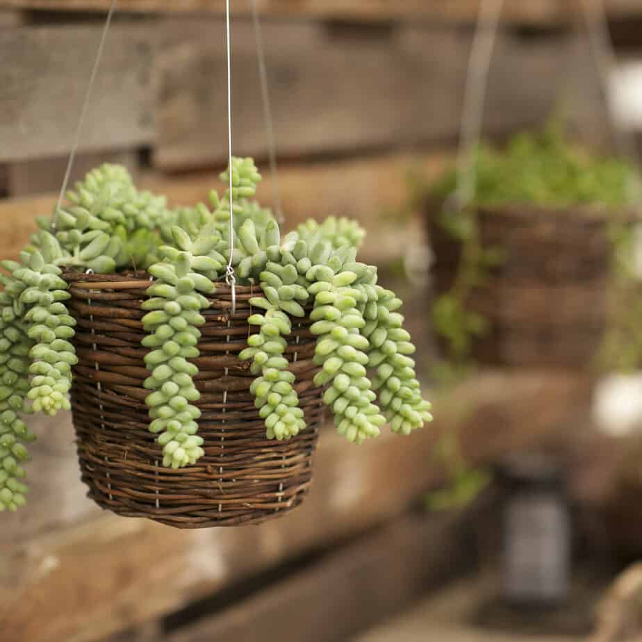 15 Hanging Succulents That Look Would Adorable In Your Home Gardening Heavn 