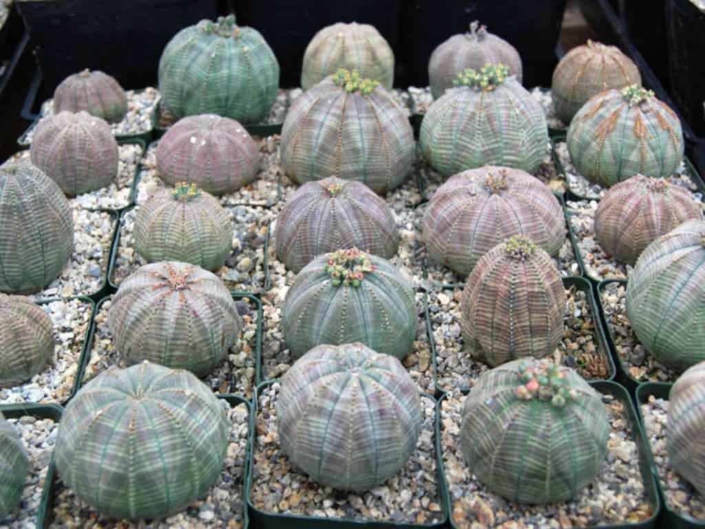 Euphorbia Obesa for Sale: Discover Rare and Exquisite Succulents