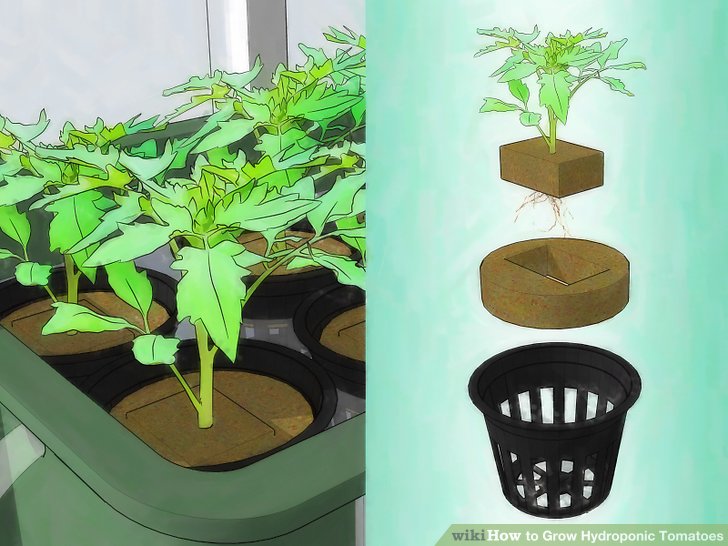 Preferred way of planting tomato 