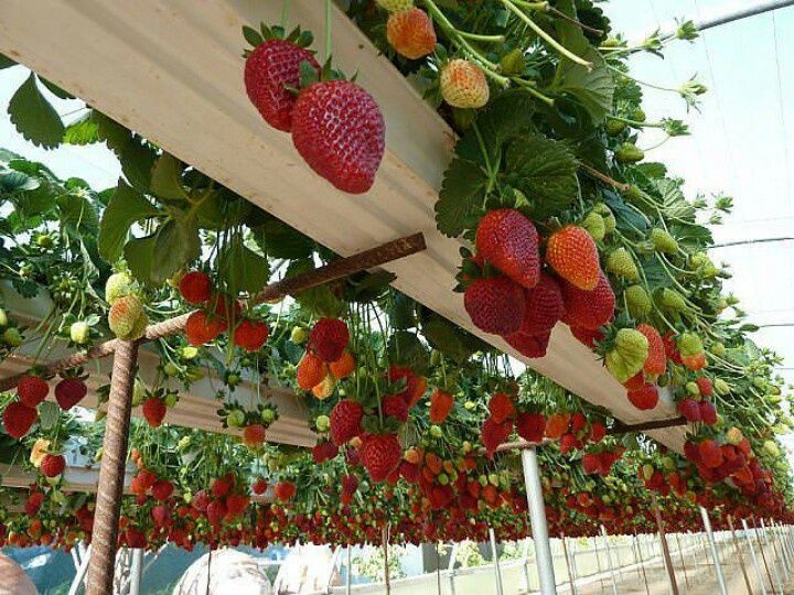 Hydroponically grown strawberries