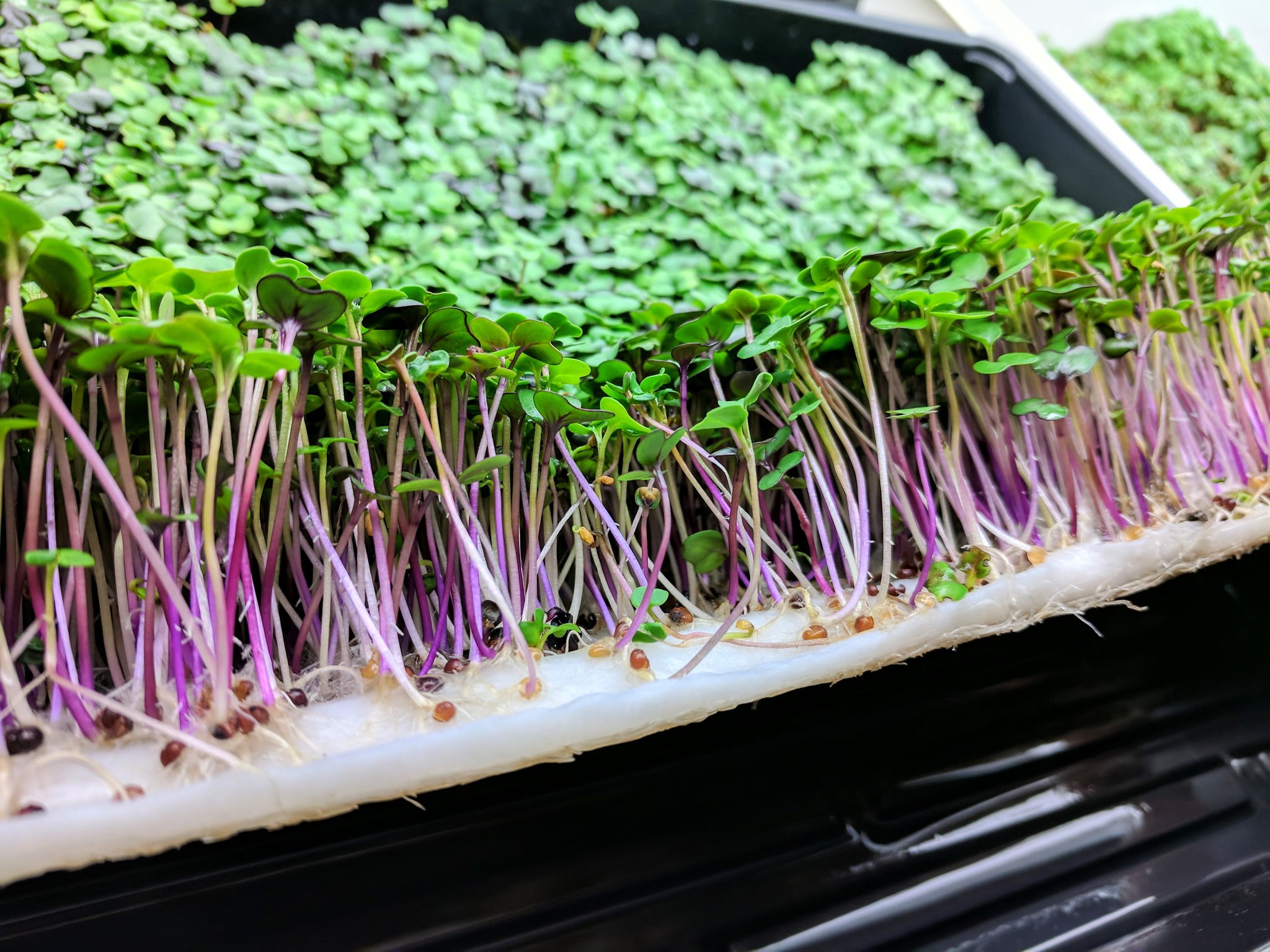 How To Grow Microgreens Without Soil - Step By Step Guide ...