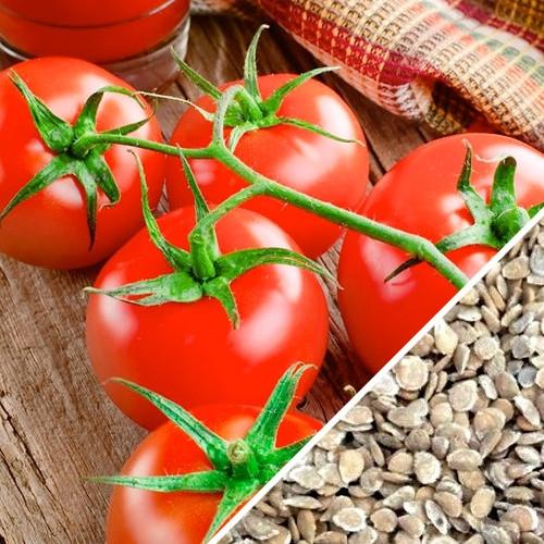 hydroponic tomatoes