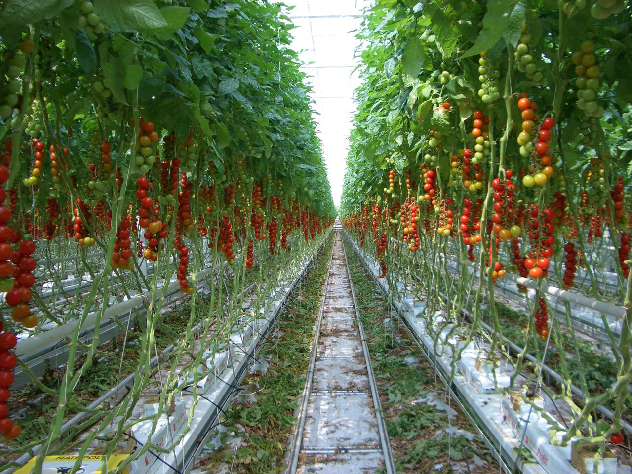 How to Grow Tomatoes Hydroponically 
