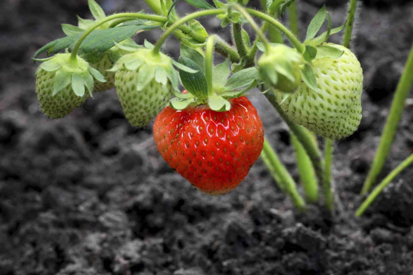 Strawberry fertilizer