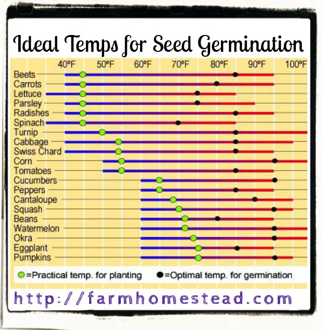 Ideal Temperature for Tomato seedling and other plants 