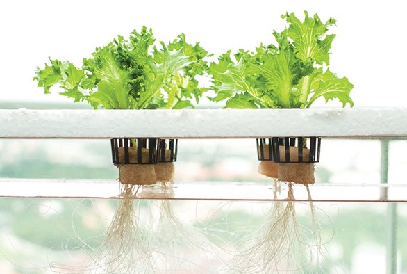 hydroponics vs soil