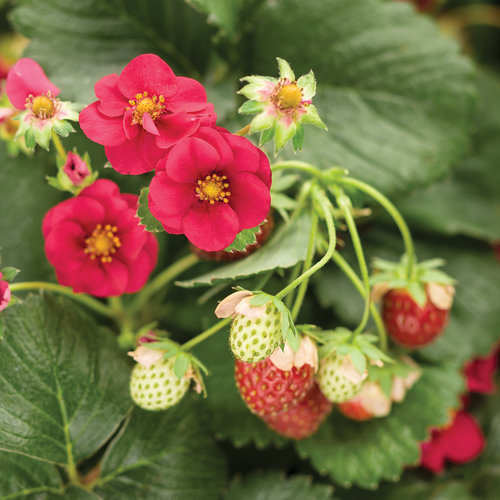 strawberry flower plant