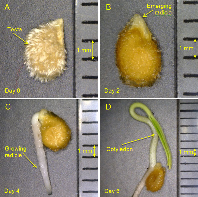 Tomato seeds germination