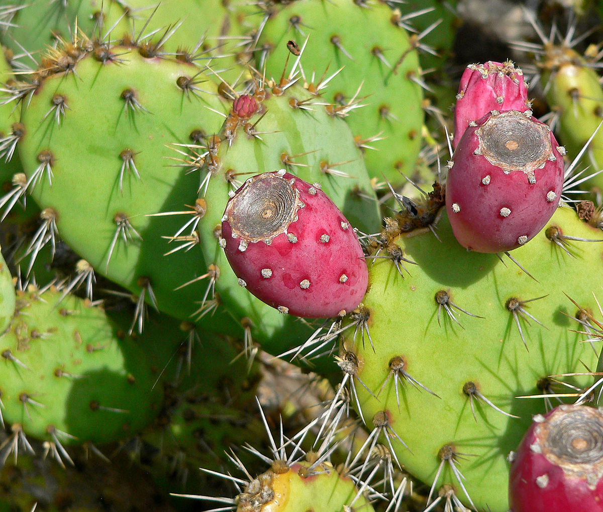 opuntia