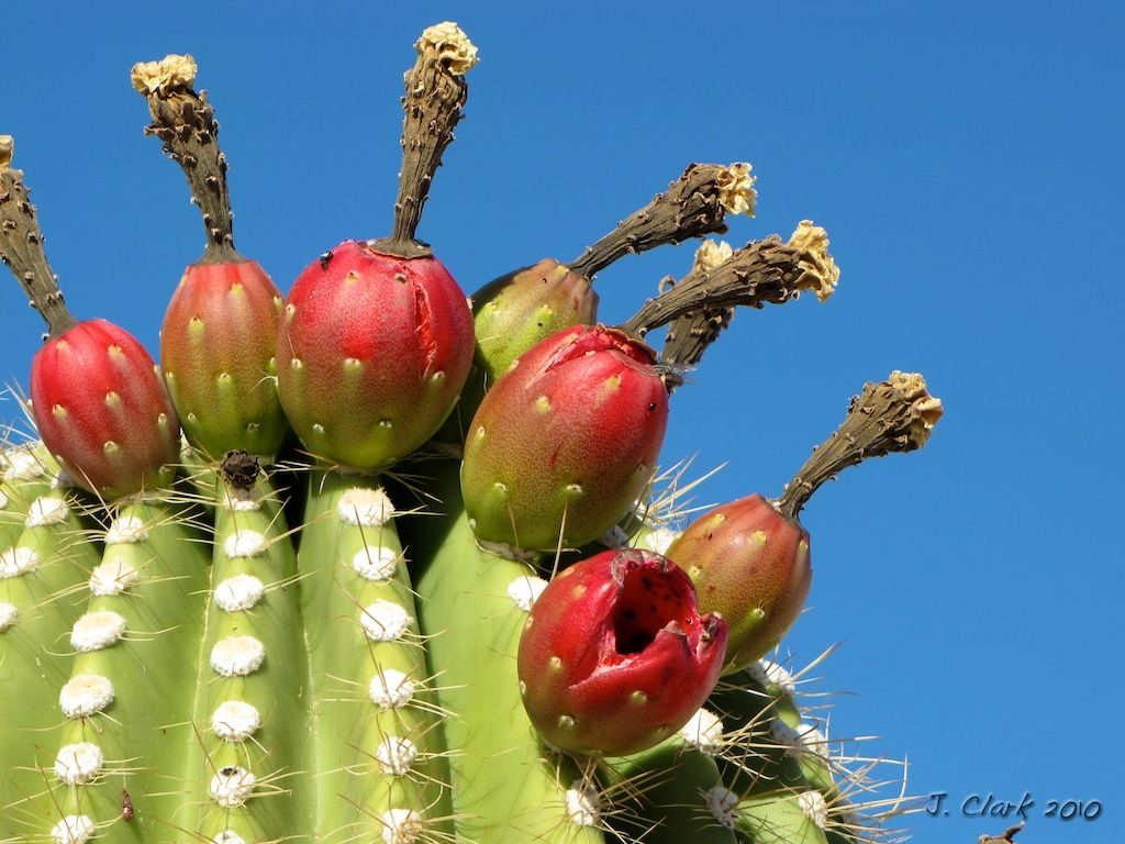 Saguaro