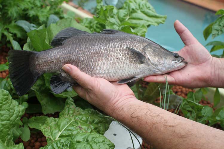 Best 10 Fishes for Aquaponics System of Gardening ...