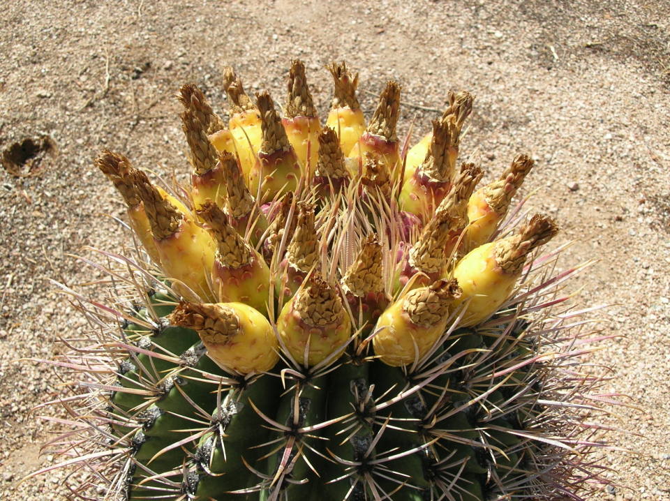 Ferocactus