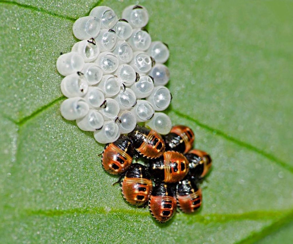 Lady Bugs