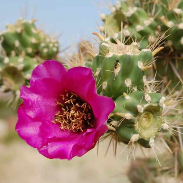 Cylindropuntia imbricata