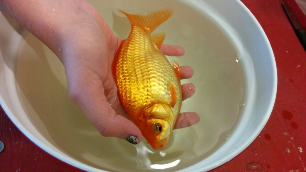 ideal temperature for goldfish tank