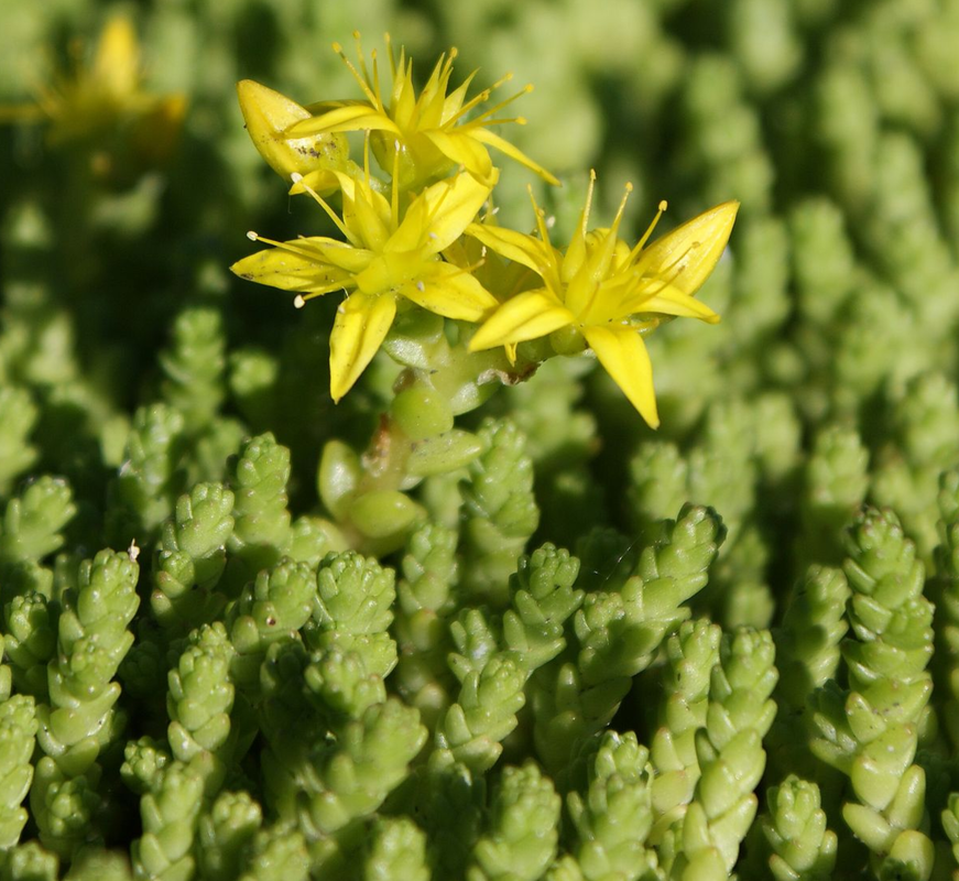 Stone Crops