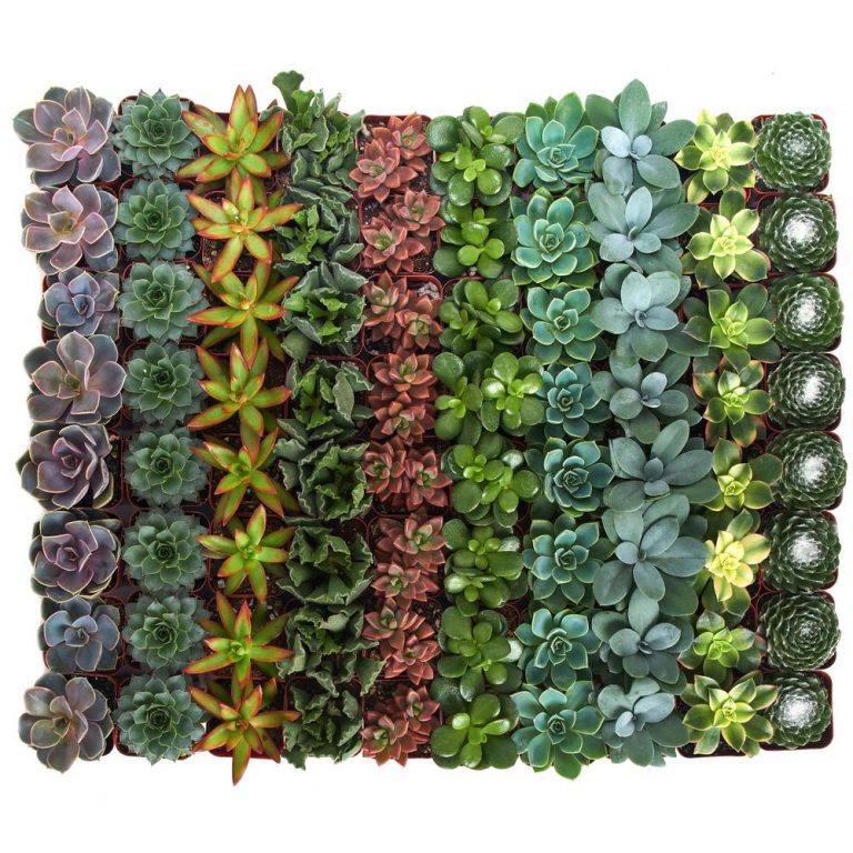 Can You Really Eat Succulents? - Gardening Heavn