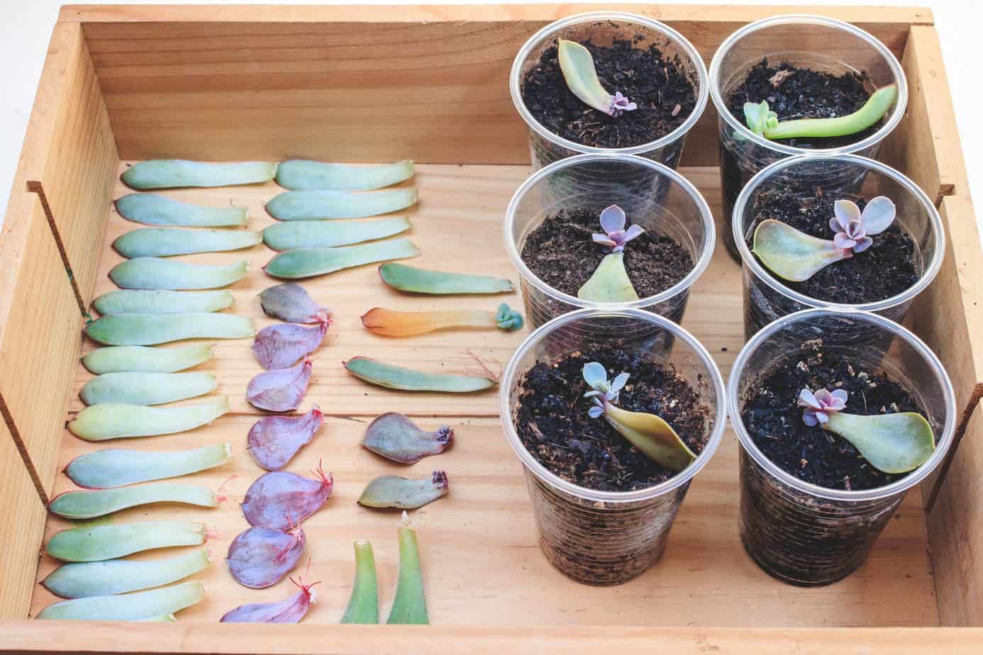 How To Propagate Succulents With Honey Step By Step Guide Gardening