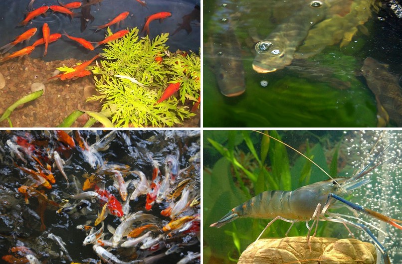best 10 fishes for aquaponics system of gardening