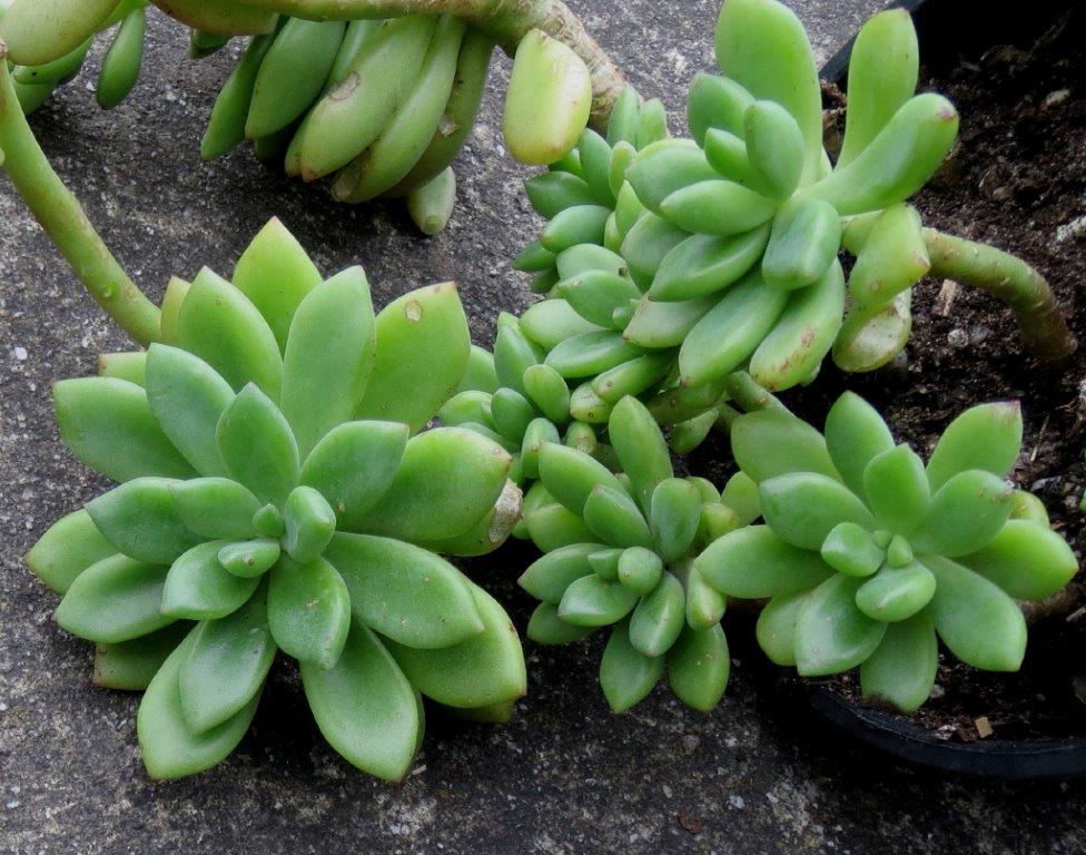 crassulaceae