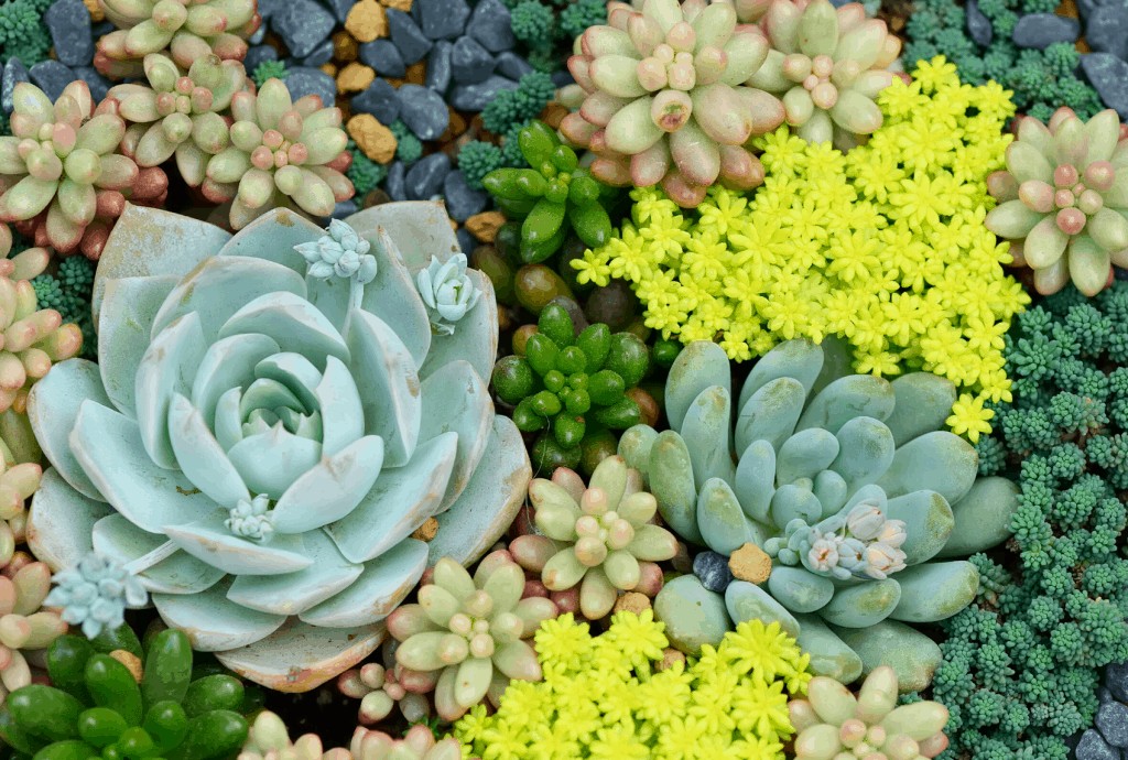 How to Save an Overwatered Succulent