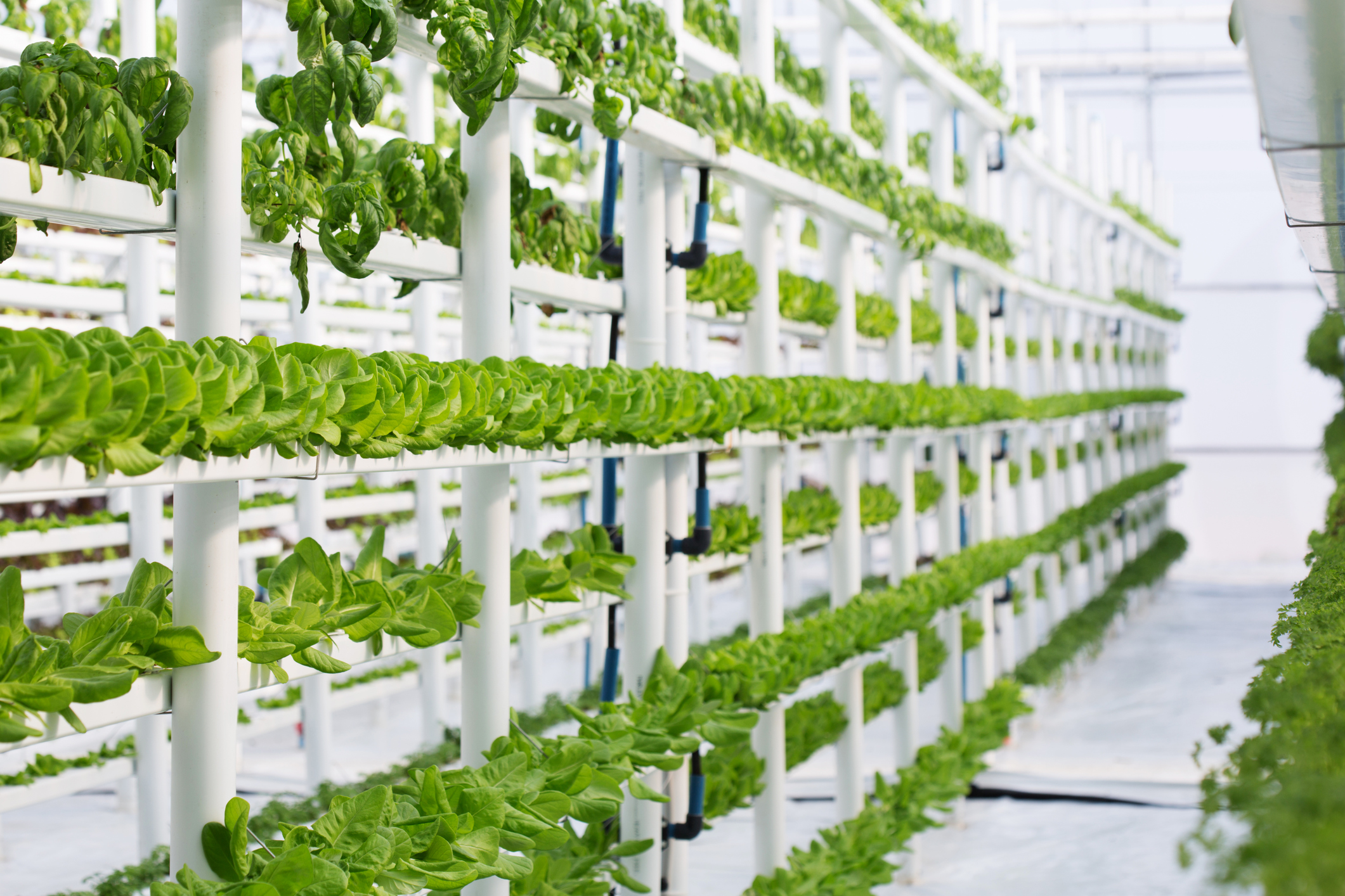 Understanding the Basics of Vertical Hydroponics