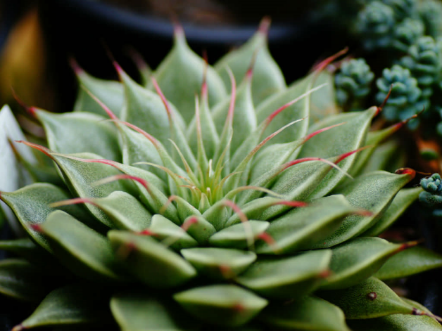 how fast do succulents grow