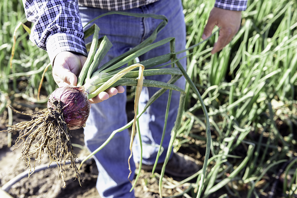 Hydroponic Onions – The Ultimate Guide - Gardening Heavn