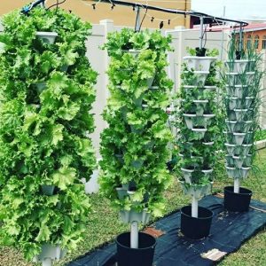 hydroponic garden