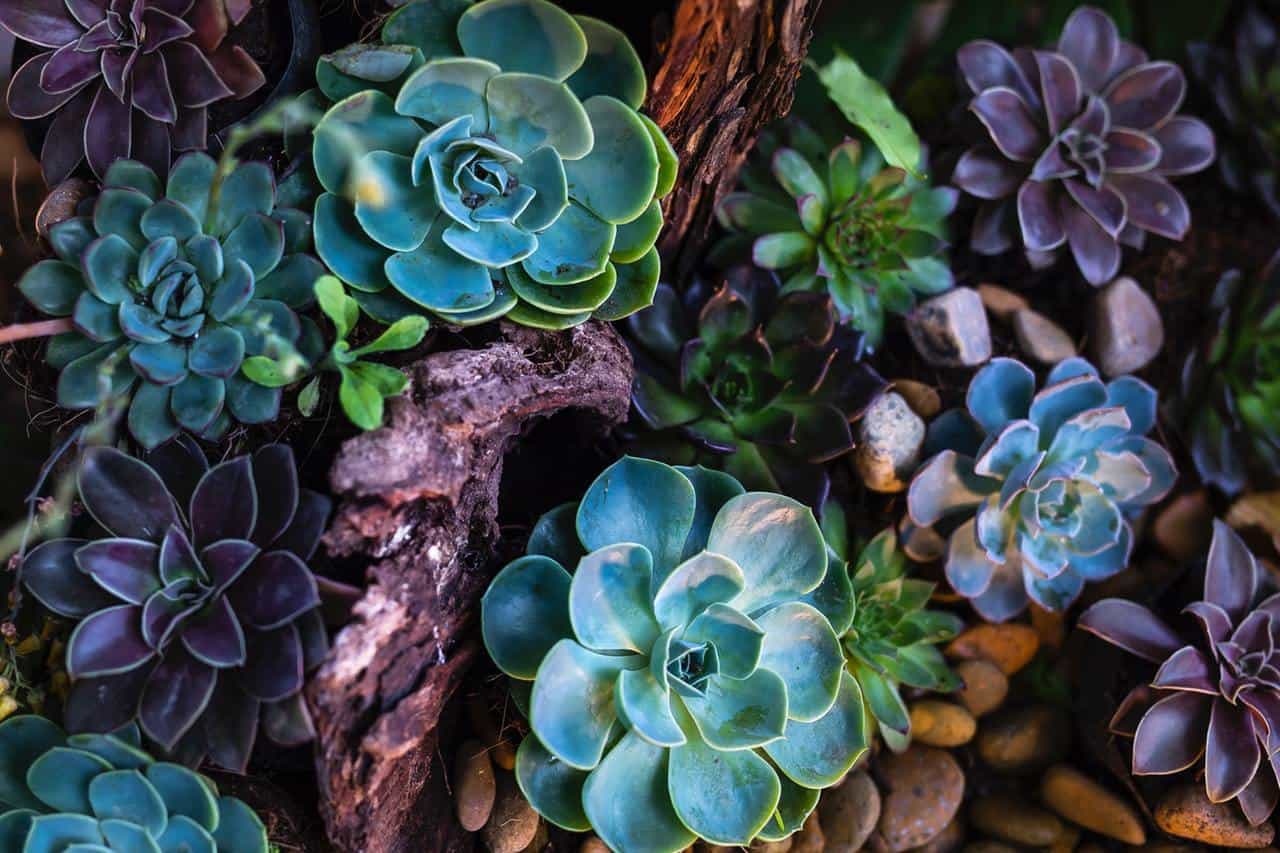 What Exactly Is The Difference Between Cactus And Succulents Gardening Heavn