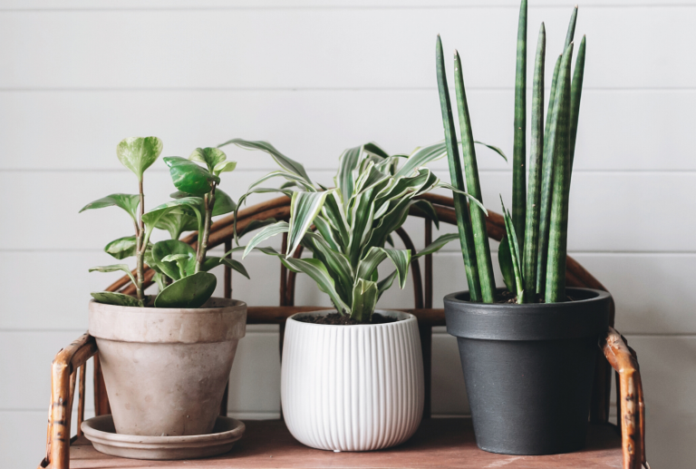 19 Aesthetically Pleasing Air Purifying Indoor Plants - Gardening Heavn