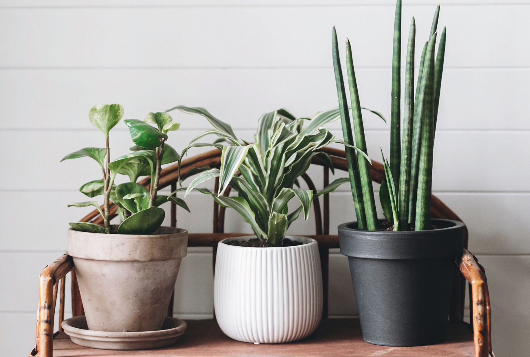 19 Aesthetically Pleasing Air Purifying Indoor Plants Gardening Heavn