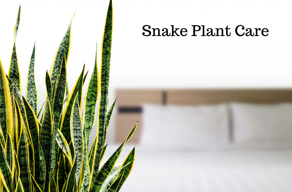 Snake Plant Care Mother In Law S Tongue Sansevieria Gardening Heavn