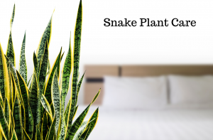 How To Care For A Snake Plant