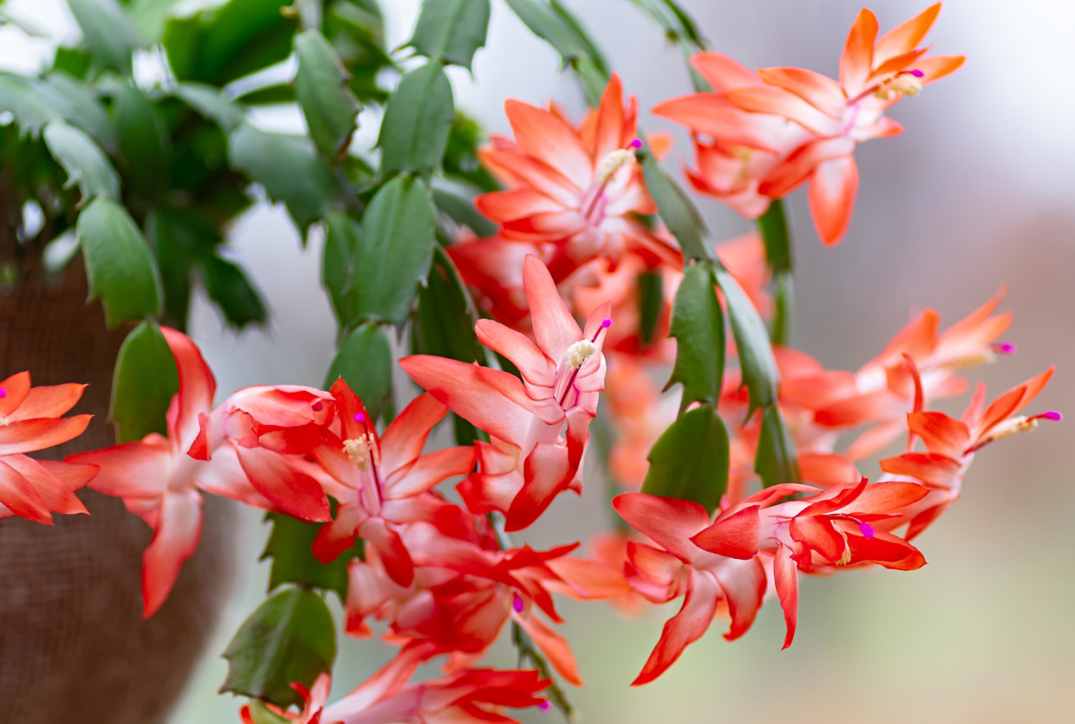 Christmas Cactus Soil – What To Use - Gardening Heavn