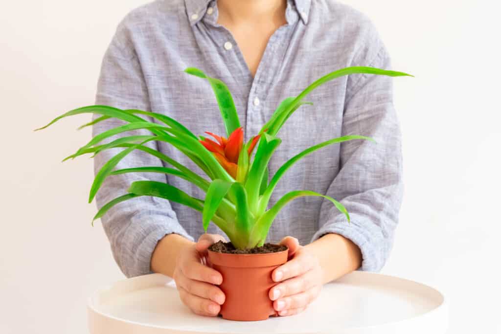 How To Transplant Bromeliad Plants