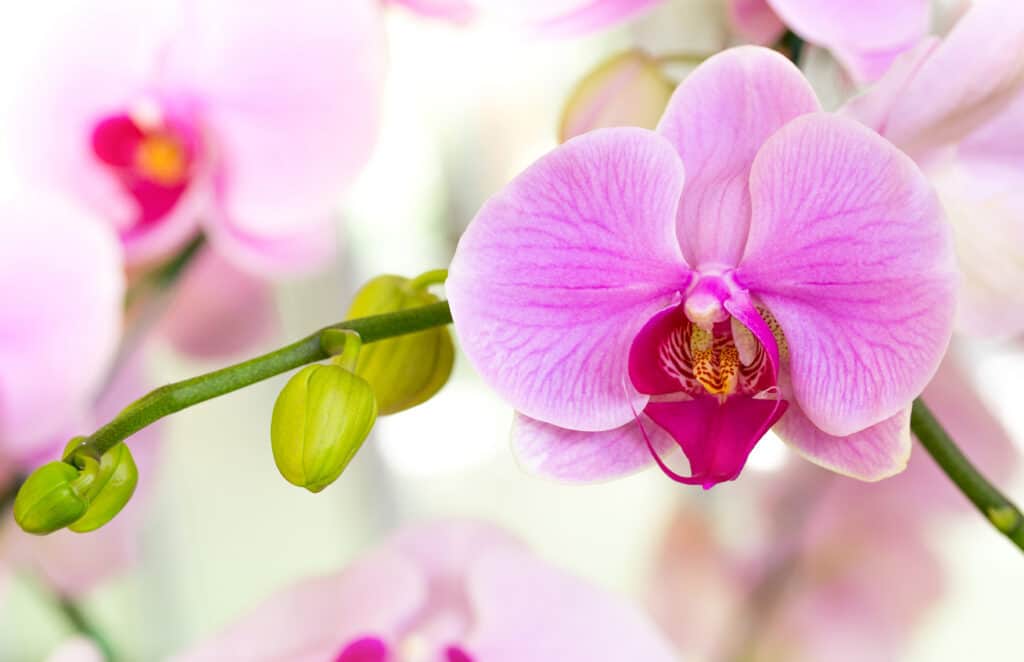 How To Care For An Orchid
