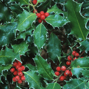 American Holly Shade Tree