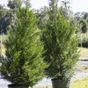 Leyland Cypress